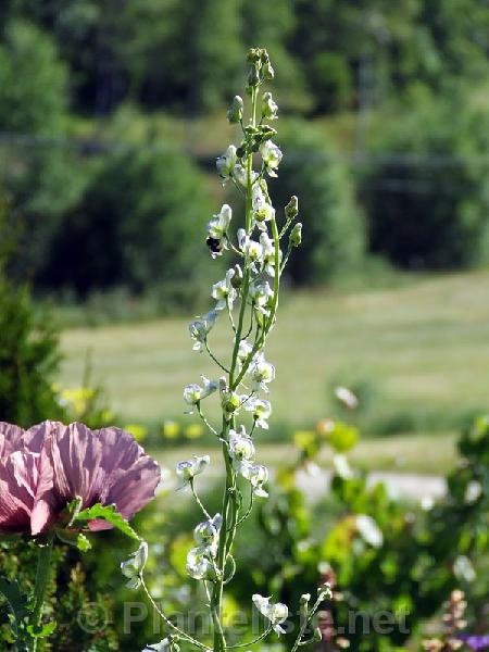 Aconitum columbianum ssp. columbianum - Click for next image