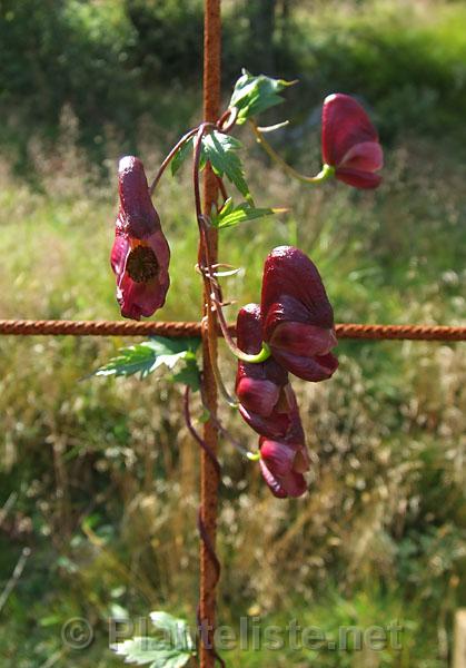Aconitum 'Red Wine' - Click for next image