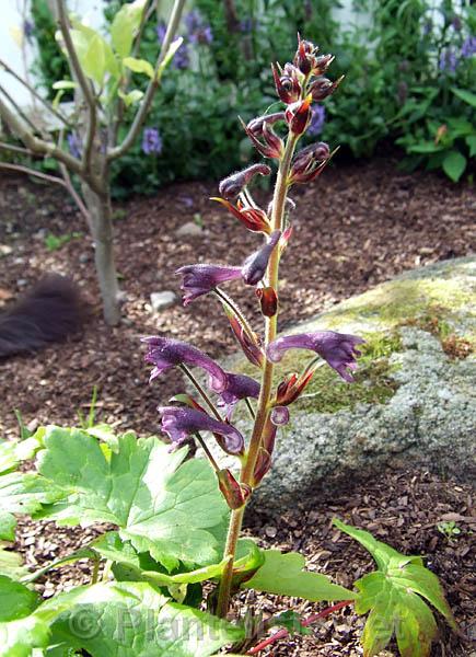 Aconitum scaposum ssp. vaginatum - Click for next image