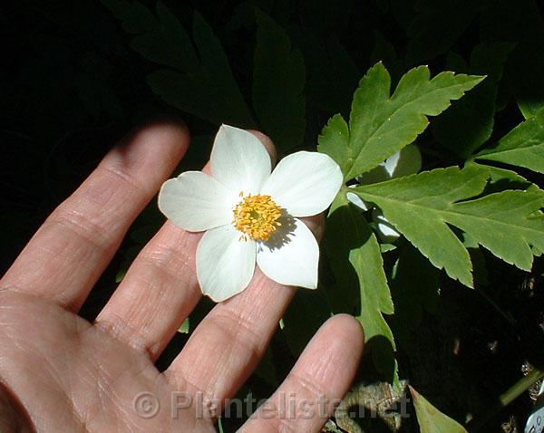 Anemone prattii - Click for next image