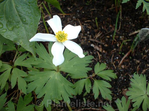 Anemone rossii - Click for next image