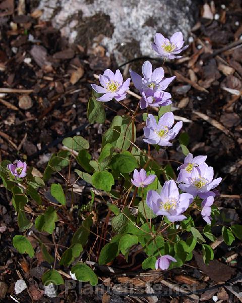 Anemonella thalictroides 'Charlotte' - Click for next image