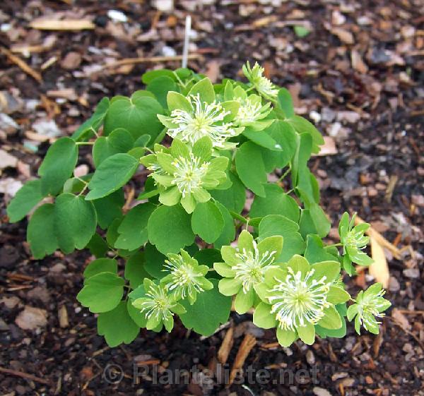 Anemonella thalictroides 'Green Hurricane' - Click for next image