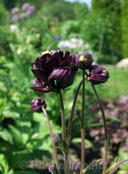 Aquilegia, black seedling - Click for next image