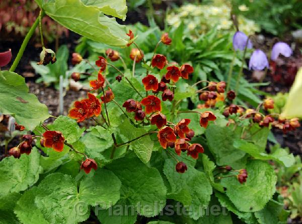 Caltha palustris var. barthei - Click for next image