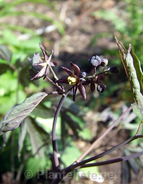 Caulophyllum thalictroides - Click for next image