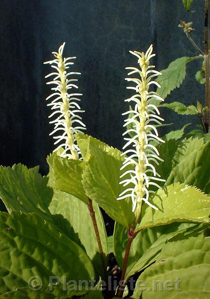 Chloranthus sp. CY-T156 - Click for next image