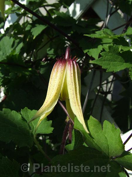 Clematis chiisanensis - Click for next image
