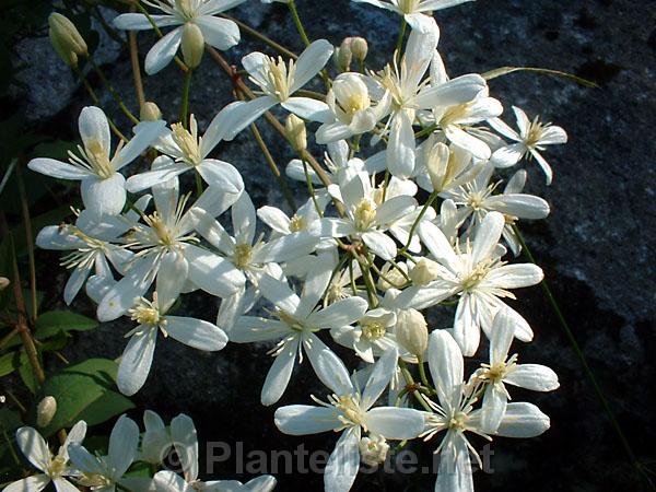 Clematis recta - Click for next image