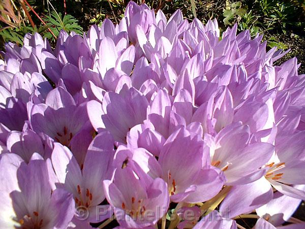 Colchicum 'The Giant' - Click for next image
