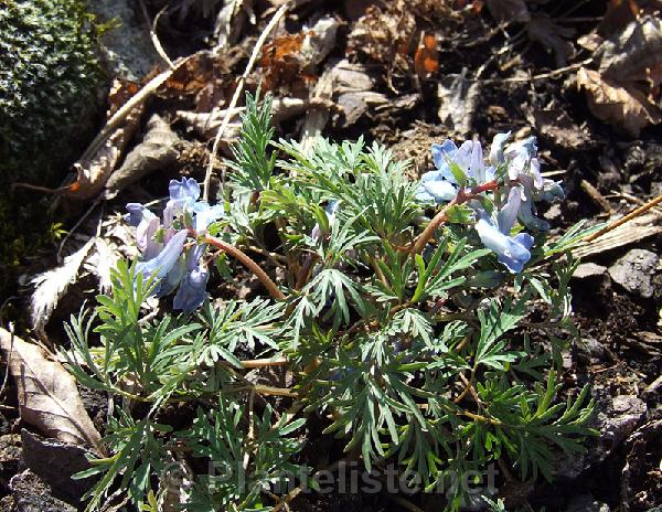 Corydalis fumariifolia - Click for next image