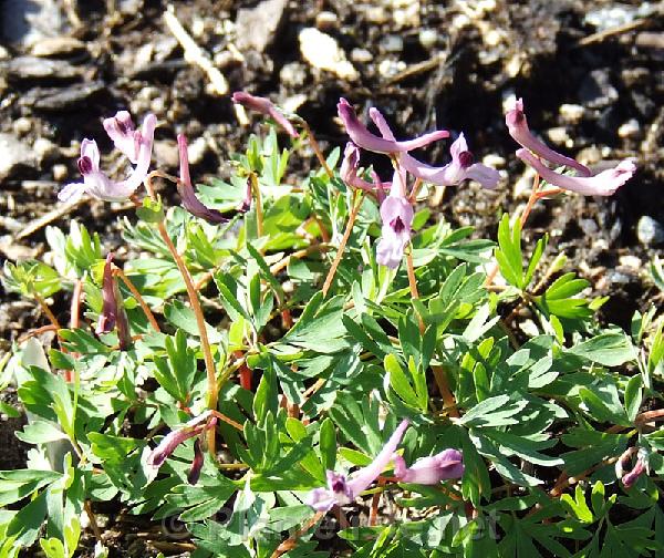 Corydalis glaucescens 'Early Beauty' - Click for next image