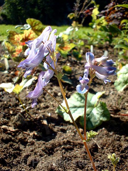 Corydalis linstowiana - Click for next image