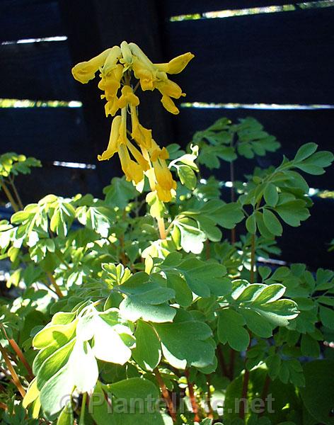 Corydalis lutea - Click for next image