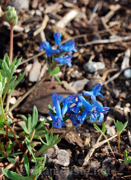 Corydalis pachycentra - Click for next image