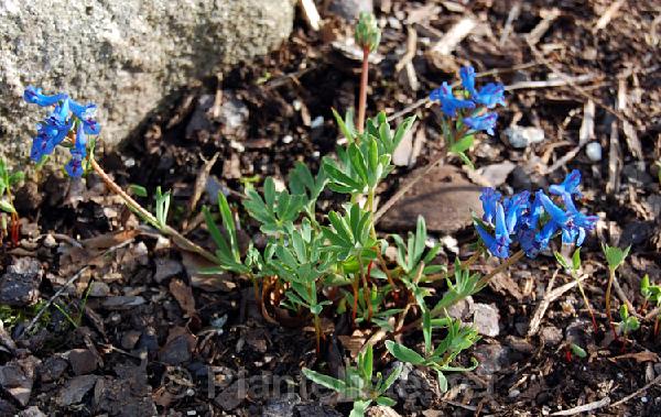 Corydalis pachycentra - Click for next image