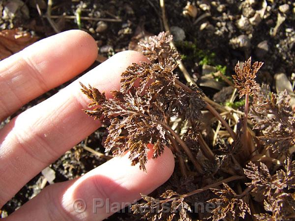 Corydalis petrophila (winter foliage) - Click for next image