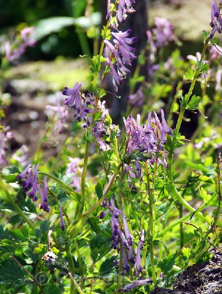 Corydalis shimienensis - Click for next image