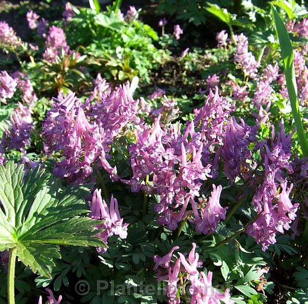 Corydalis solida - Click for next image