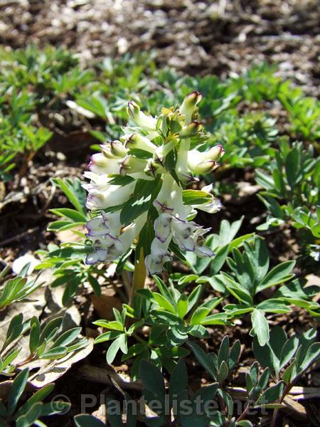 Corydalis solida 'Penza Strain' - Click for next image