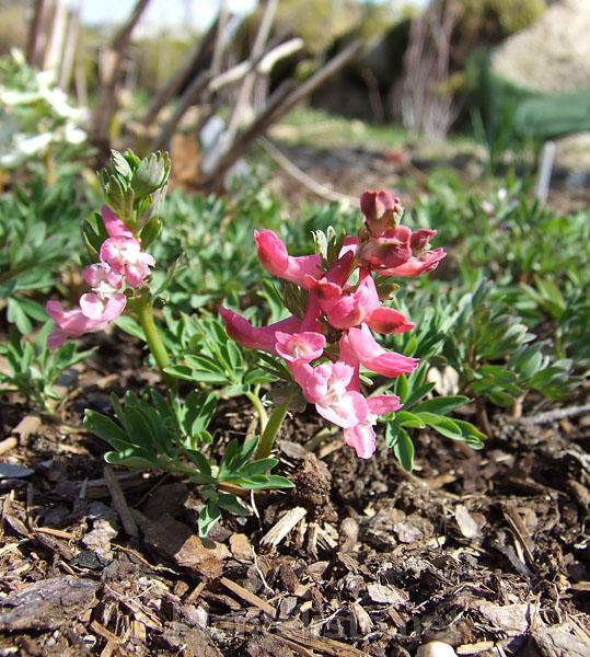 Corydalis solida 'Penza Strain' - Click for next image