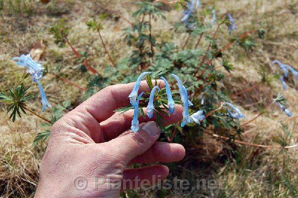 Corydalis sp. nov. ex Hailuogou - Click for next image