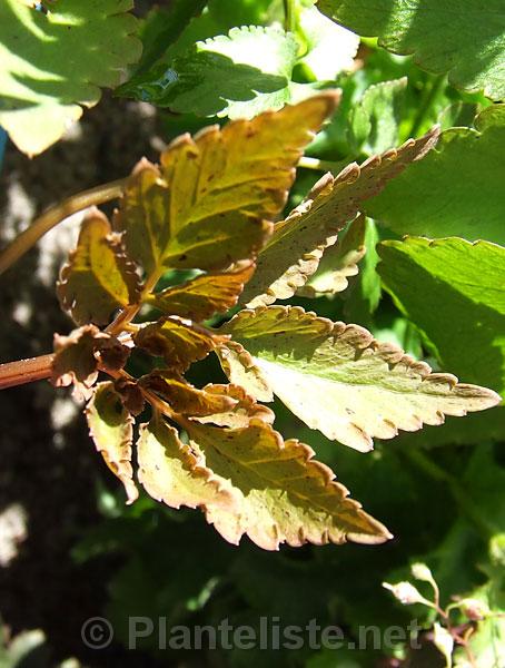 Corydalis temulifolia 'Chocolate Stars' - Click for next image