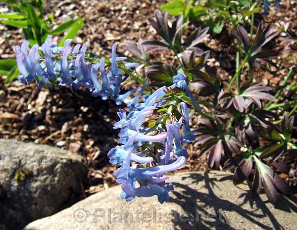 Corydalis turtschaninovii 'Eric the Red' - Click for next image