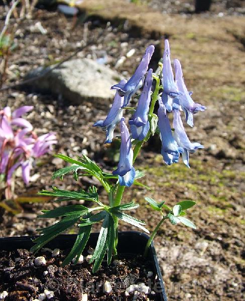 Corydalis turtschaninovii ssp. vernyi - Click for next image