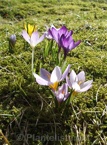 Crocus - Click for next image