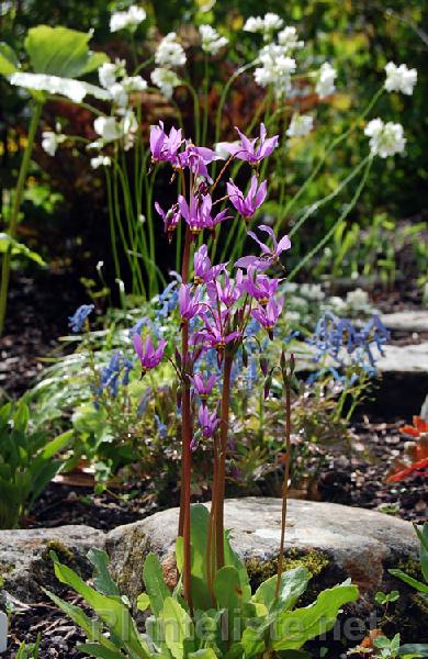 Dodecatheon amethystinum - Click for next image