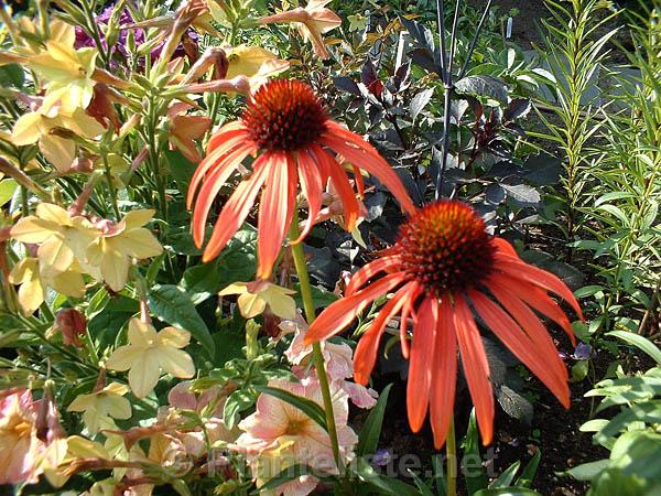 Echinacea 'Art's Pride' and Nicotiana 'Perfume Antique Lime' - Click for next image