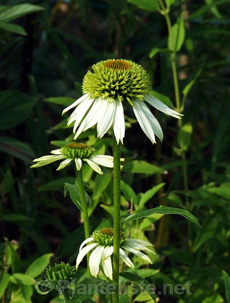 Echinacea 'Coconut Lime' - Click for next image