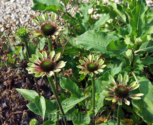 Echinacea 'Green Envy' - Click for next image