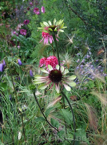 Echinacea 'Green Envy' - Click for next image