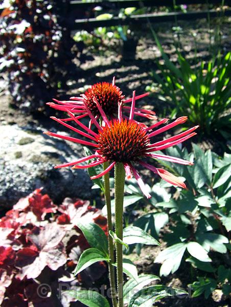 Echinacea 'Sunset' - Click for next image