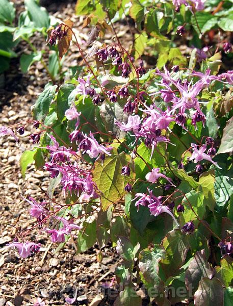 Epimedium grandiflorum 'Lilafee' - Click for next image