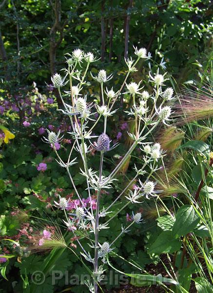 Eryngium 'Jade Frost' - Click for next image