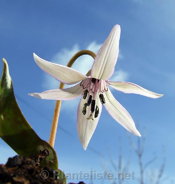 Erythronium japonicum, pale form - Click for next image