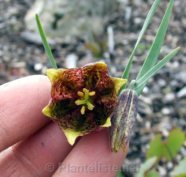 Fritillaria monantha - Click for next image