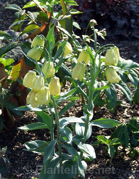 Fritillaria pallidiflora - Click for next image