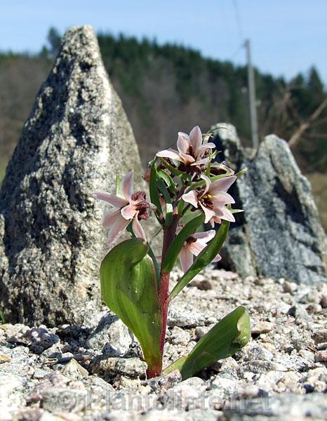 Fritillaria stenanthera - Click for next image