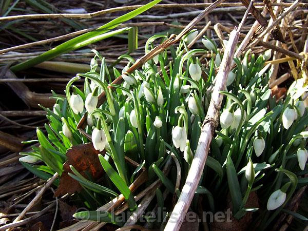 Galanthus nivalis - Click for next image