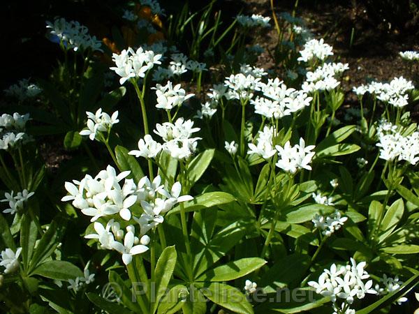 Galium odoratum - Click for next image