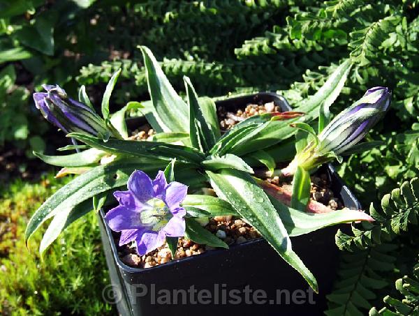Gentiana georgei - Click for next image