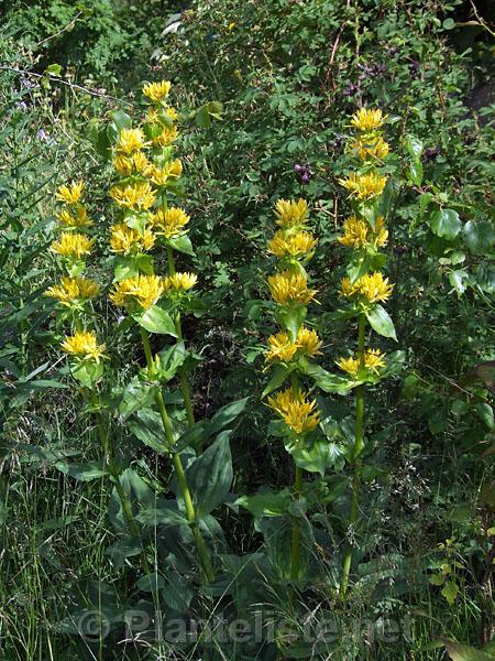 Gentiana lutea - Click for next image