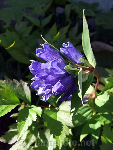 Gentiana makinoi 'Royal Blue' - Click for next image