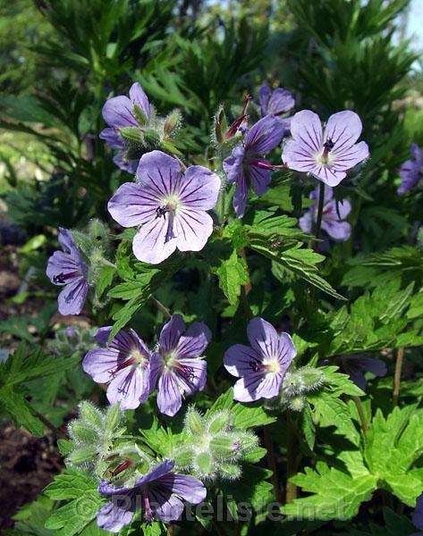 Geranium erianthum - Click for next image