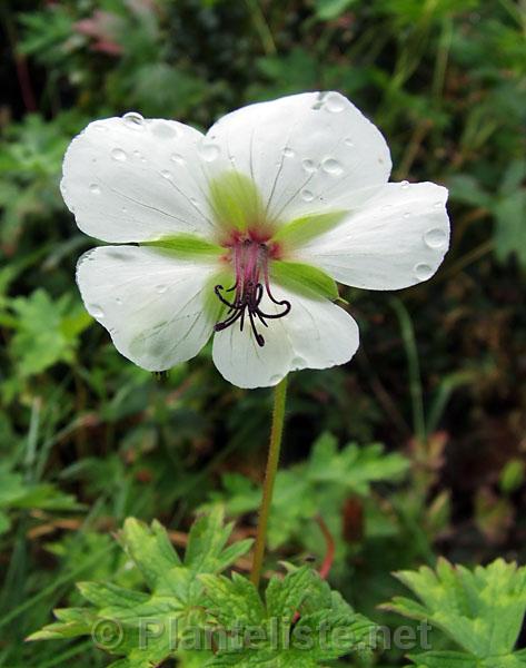 Geranium lambertii - Click for next image