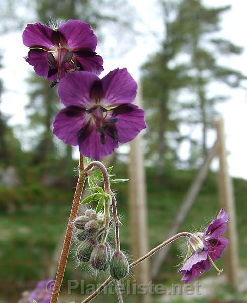 Geranium phaeum - Click for next image